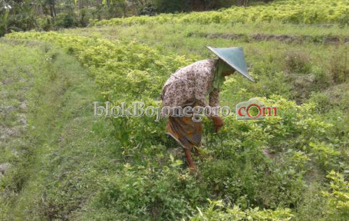 10 Hektare Lahan Pertanian di Sukosewu Ditanami Cabai